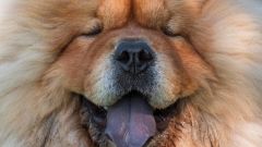 Chow Chow Peanut Butter Peanut Butter Wafa Miss Princess