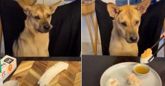 Sushi Rescue Pup Dog Owner Video