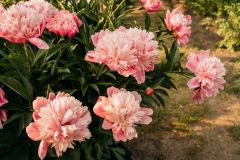 Peonies Garden Spring Flowers Peony Blooms
