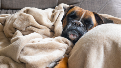 Grandpa Princess Poppy Poppy Dog Nap Time