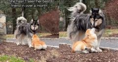 Instagram Month Dogs Corgi Clip Malamute
