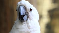 Ducks Pea Cockatoo Sweet Pea Feelings Beanie Waltz