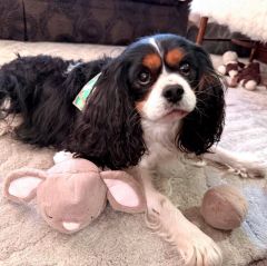 Cat Dog Catnip Toy Bunny Dogs