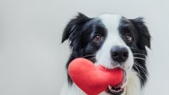 Day Valentine Love Valentine's Dog Fur