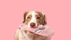 Time Bedtime Fetchmeastella Dad Bed Mom