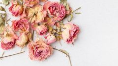 Flowers Petals Blooms Flower Book Prime